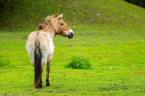 Przewalski's horse (Equus ferus przewalskii) standing on a meadow, Austria, Germany