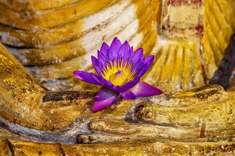 Close-up of a purple lotus flower on a golden Buddha statue, The cave temple of Dambulla in Sri