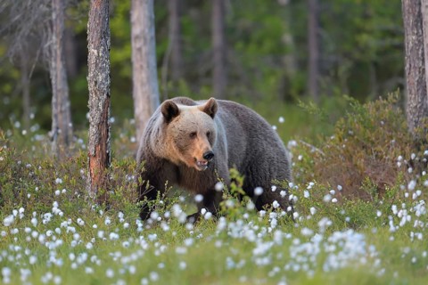 Braunbär (Ursus arctos) Brown Bear