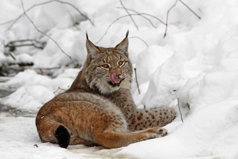 Eurasian lynx (Lynx lynx) lying in the snow and sticking out its tongue, winter, captive
