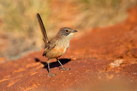 Short-tailed Grasswren (Amytornis merrotsyi pedleri), South Australia, Australia