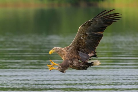 White-tailed eagle (Haliaeetus albicilla), in flight grabbing its prey, Mecklenburg-Western