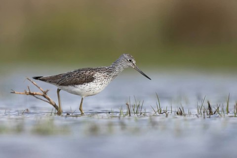 Common Greenshank (Tringa nebularia), North Rhine-Westphalia, Germany