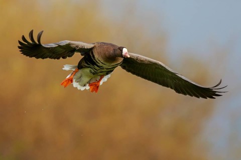 Greater White-fronted Goose (Anser albifrons) flying, North Rhine-Westphalia, Germany