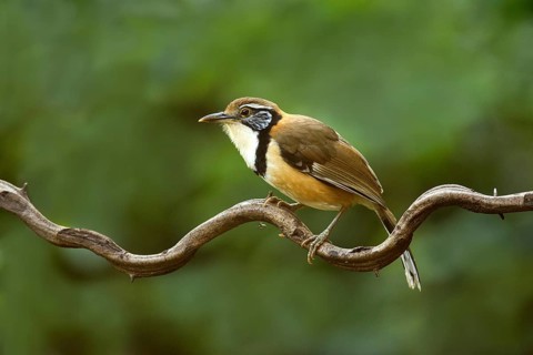 Greater Necklaced Laughingthrush (Garrulax pectoralis), Yunnan, China