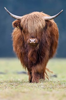 Highland cattle (Bos taurus), adult animal standing in a meadow, Switzerland