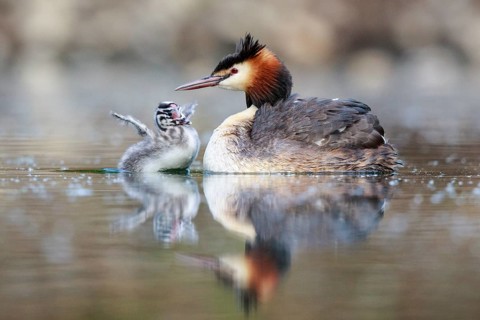 Great Crested Grebe (Podiceps cristatus) with chick, North Rhine-Westphalia, Germany