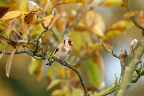 European goldfinch (Carduelis carduelis) adult bird in a garden magnolia tree with autumn colour