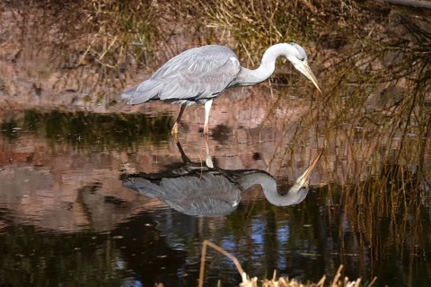 Grey heron in a lake, spring, Germany