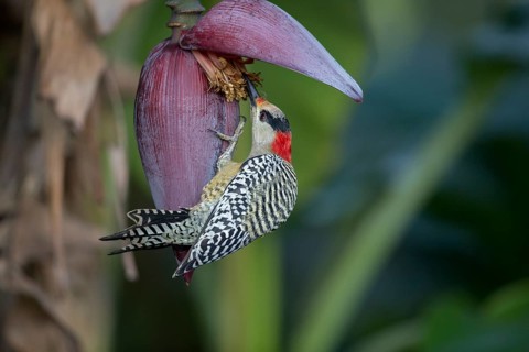 West Indian Woodpecker (Melanerpes superciliaris) female, Cuba