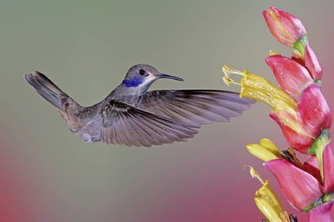 Brown Violetear (Colibri delphinae), Costa Rica