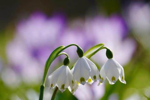 Beautiful spring snowflake (Leucojum vernum), March, Germany