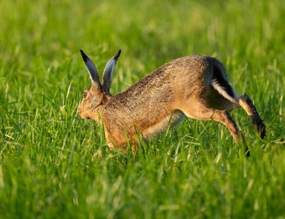 European hare (Lepus europaeus) running across a green meadow, wildlife, Lower Saxony, Germany