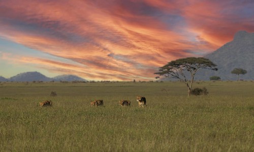 Löwe (Panthera leo), Löwenrudel mit Weibchen und Jungtieren zusammen in der Savanne im