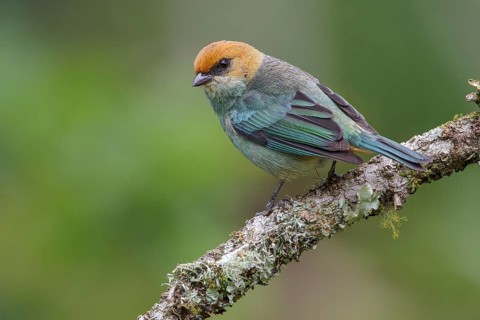 Chestnut-backed Tanager (Tangara preciosa) perched on a branch in the Atlantic rainforest of