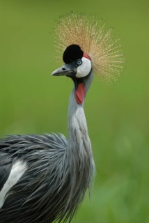 Grey Crowned Crane (Balearica regulorum), Uganda