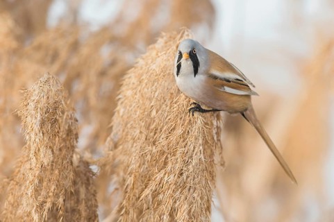 Bearded Reedling (Panurus biarmicus) male perched on reed, Piedmont, Italy