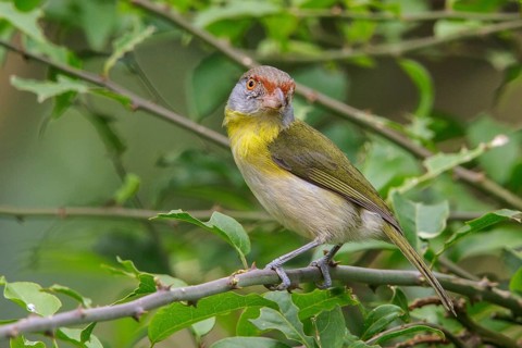 Rufous-browed Peppershrike (Cyclarhis gujanensis) perched on a branch in the Atlantic rainforest of