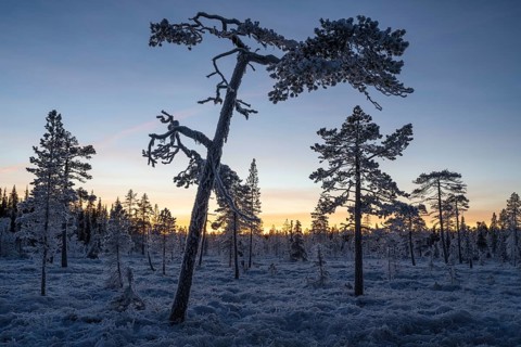 Thick frosted pines and spruces in swamps at dusk, Norrbotten, Lapland, Sweden, November 2022