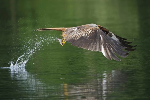 Red Kite (Milvus milvus) flying, Lower Saxony, Germany