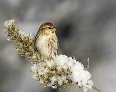 Common Redpoll (Acanthis flammea), Saskatchewan, Canada