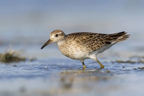 Sharp-tailed Sandpiper (Calidris acuminata), Australian Capital Territory, Australia