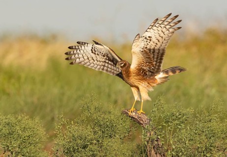 Northern Harrier (Circus hudsonius) perched on a stump, Texas, USA