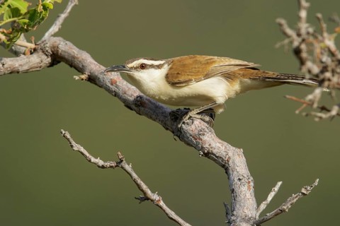 Bicolored Wren (Campylorhynchus griseus) perched on a branch in the grasslands of Guyana