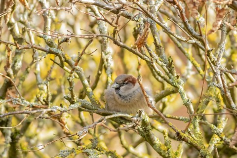 House sparrow (Passer domesticus) resting among tangled branches in natural garden habitat, Hesse,
