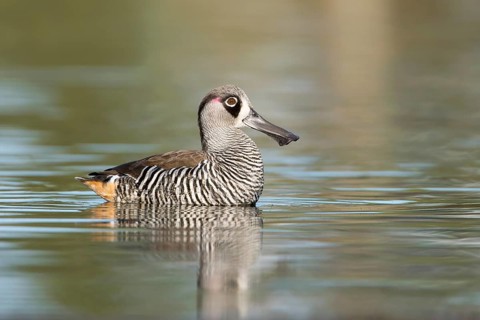 Pink-eared Duck (Malacorhynchus membranaceus), Victoria, Australia