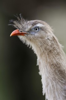 Red-legged seriema (Cariama cristata), portrait, captive, occurrence in South America
