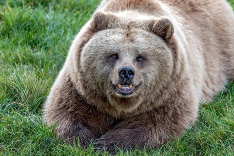 European brown bear (Ursus arctos) resting relaxed in a meadow with its mouth open, showing its