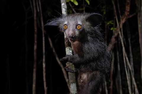 Aye-aye (Daubentonia madagascariensis) in the lowland rainforests of eastern Madagascar