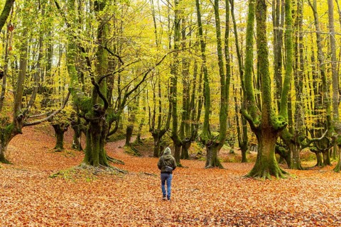 A man hiking through a vibrant autumn forest in Gorbea Natural Park, Basque Country, Spain,