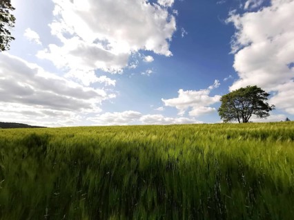 Endless field with barley (hordeum vulgare) under a blue sky with a natural tree, hiking on the