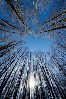 Primeval forest Urwald Sababurg, Hofgeismar, Weser Uplands, Weserbergland, Hesse, Germany