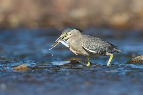 Striated Heron (Butorides striata) with fish prey in beak, Eilat, Israel
