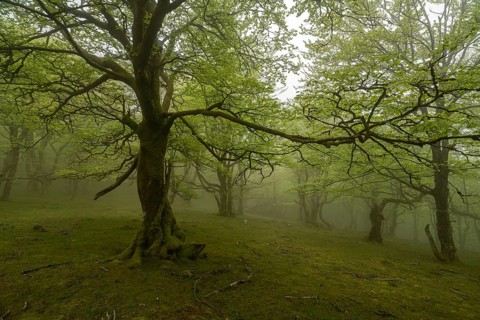 A captivating forest scene with lush trees enveloped in a dense fog in the Pyrenees. The branches