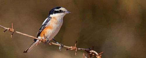 Masked Shrike, (Lanius nubicus), Animals, Birds, Israel