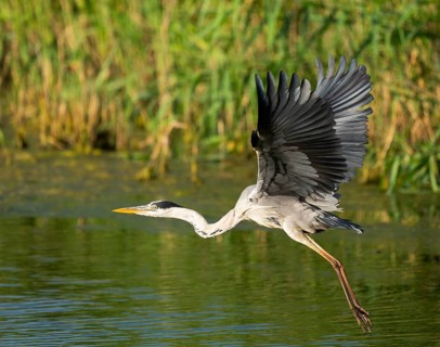 Grey heron (Ardea cinerea) flying over a lake, Lower Saxony, Germany