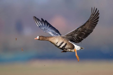 Greater White-fronted Goose (Anser albifrons) flying, North Rhine-Westphalia, Germany
