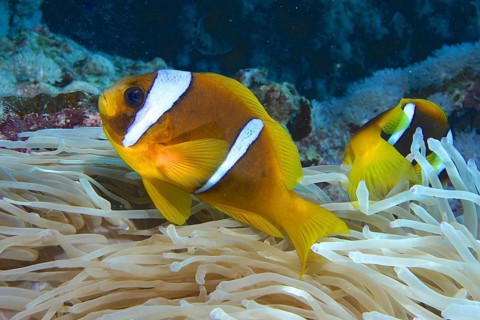 Red sea anemonefish (Amphiprion bicinctus)