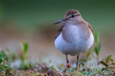 Common Sandpiper (Actitis hypoleucos) foraging, North Rhine-Westphalia, Germany