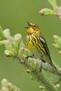 Cape May Warbler (Setophaga tigrina) singing, Manitoba, Canada
