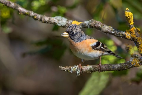 A male brambling (Fringilla montifringilla) sitting on a mossy branch, Baden-Württemberg, Germany