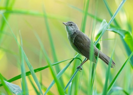 Reed warbler (Acrocephalus arundinaceus) on a reed stem, reed (Phragmites australis), Lower Saxony,