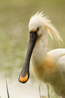 Eurasian Spoonbill (Platalea leucorodia), Serbia
