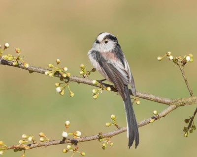 Long-tailed Tit (Aegithalos caudatus), sitting on a thin branch, spring, nature photography,