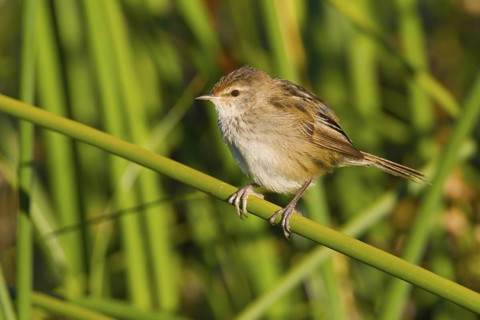 Little Grassbird (Megalurus gramineus), Victoria, Australia