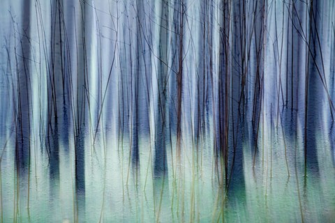 Atmospheric forest, abstract structures, wiping effect, bulb exposure